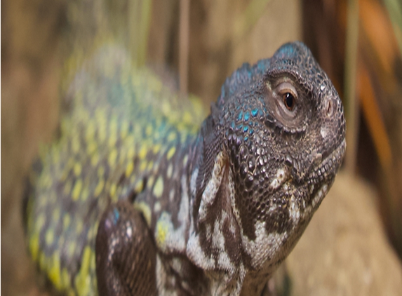 The Reptarium - Michigan's Favorite Reptile Zoo - Utica, MI