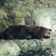 Woodland Park Zoo