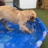 Marcie's Pet Spa gallery
