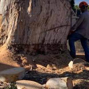 Rodriguez Tree Service - Salinas, CA