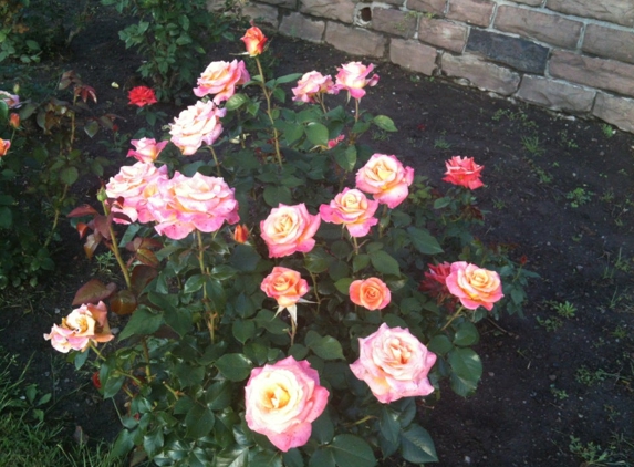 Maplewood Rose Garden - Rochester, NY