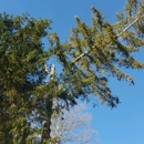 Arborcare - Tree Service