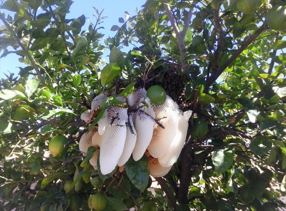 Nisbet Family Farms - Phoenix, AZ