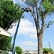 Torres Tree Services