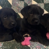 Eden Farms Quarter Horses and Labrador Retrievers gallery