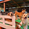 BratPak Dog Kamp - Livermore gallery