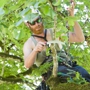 Treeworx Tree Service