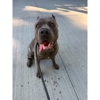Fresh Paws Pet Grooming and Dog Daycare gallery