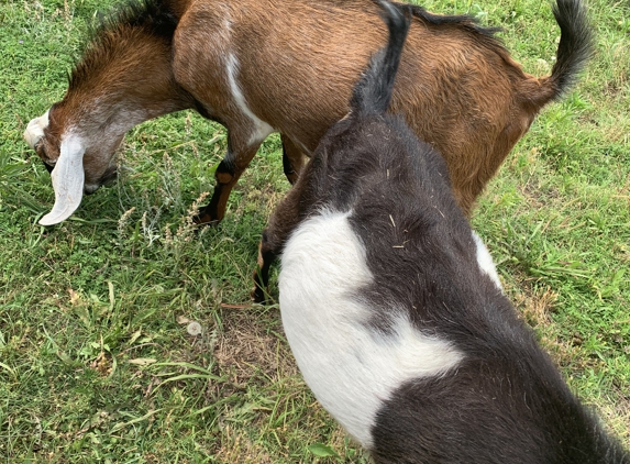 Farmers Association - Searcy, AR. My bucks love farmers association!