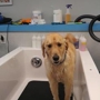 Wet Ur Paws Dog Wash & Grooming