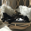 KitTea Cat Cafe gallery