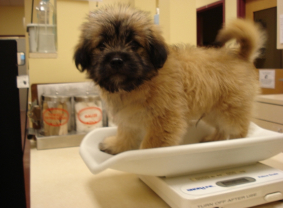 animal care center - Springfield, MO. Getting weighed