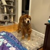 Wachusett Pet Care gallery