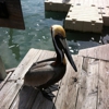 Hungry Tarpon Restaurant gallery