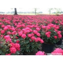 Latham's Nursery - Garden Centers