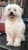 Superb Dog Grooming - Dog & Cat Clipping & Grooming