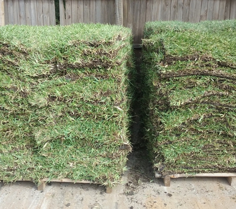 Daniel Landscaping - Irving, TX. saint austine sod installation