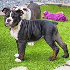 One of a Kind Bulldogges