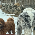 Dog Commander