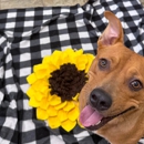 Williamsburg Pet Hotel & Suites - Pet Services