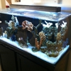 Advanced Aquascapes gallery