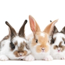 Pet Resources - Pet Grooming