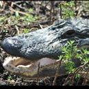 Marsh Landing Adventures - Boat Tours