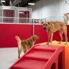 The Dog Stop gallery