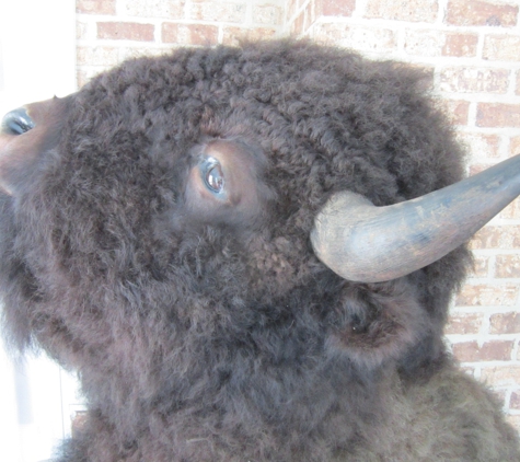 Universal Fine Art Conservation - Hilton Head Island, SC. Death & Taxidermy: Soot damaged Bison