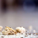 NOLA Pest Control - Pest Control Equipment & Supplies