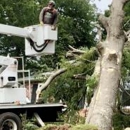 Men In Green Tree Service - Tree Service