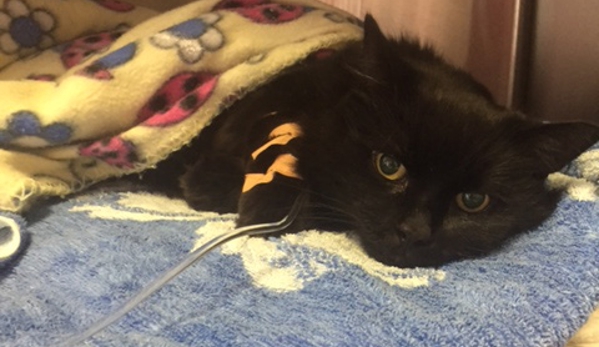 Sandy Bay Holistic Veterinary Clinic - Sandy Bay, TAS