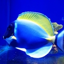 Aquarium Depot - Aquariums & Aquarium Supplies-Leasing & Maintenance