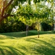 ArborLawn