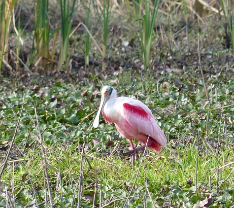 Ray's Airboat Rides - Christmas, FL