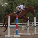 Chicory Meadow farm - Horse Training