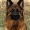 Vom Faehnrich-Chicagoland German Shepherds gallery