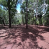 Stealth Mulching - Forestry Mulching & Land Development gallery