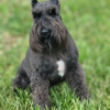 A'Lord Miniature Schnauzer gallery