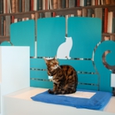 Club Cat - Pet Services