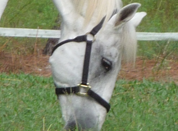 Tranquil Acres Horse Boarding - Greeneville, TN