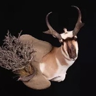 Great Falls Taxidermy