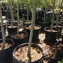 Wasatch Shadows Nursery