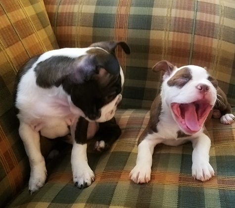 Animal Medical Center - Spartanburg, SC. Petey and Daisy LOVE to visit Dr. Bledsoe