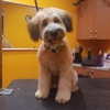 Estrella Pet Grooming gallery