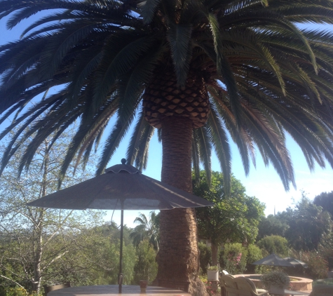 Cesareo Tree Service - Oceanside, CA