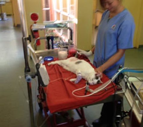 Belmont Avenue Veterinary Hospital - Belmont, WA