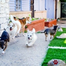 Pawliday Inn Pet Resort - Pet Services