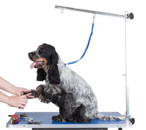 Mobile Pet Spa - Beverly Hills, CA