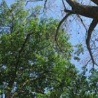 Baryak's Tree Service & Stump Removal